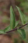 Narrowleaf evening-primrose